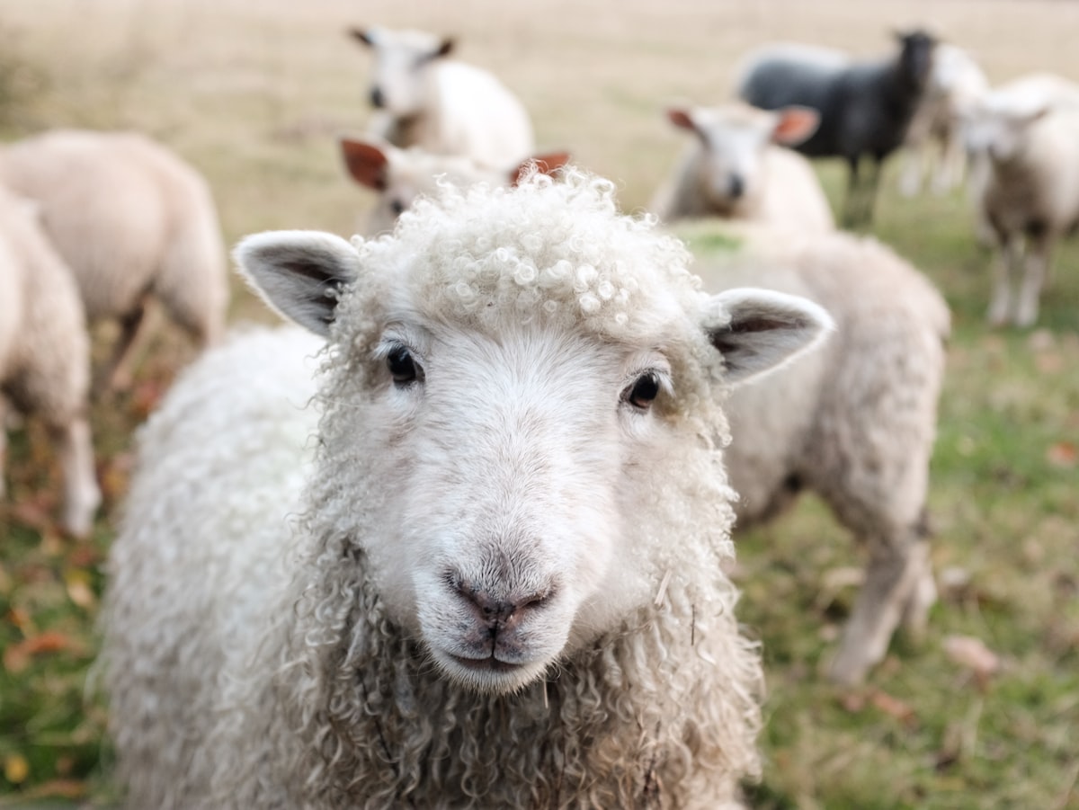 One or two sheep