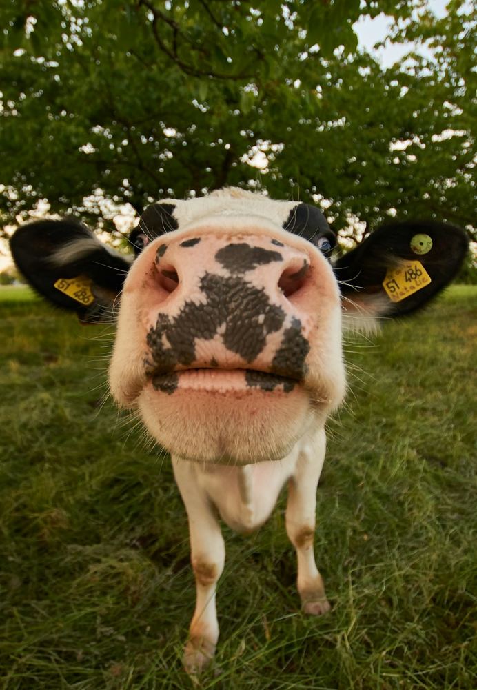 A pasture-raised cow at Rahma Farm