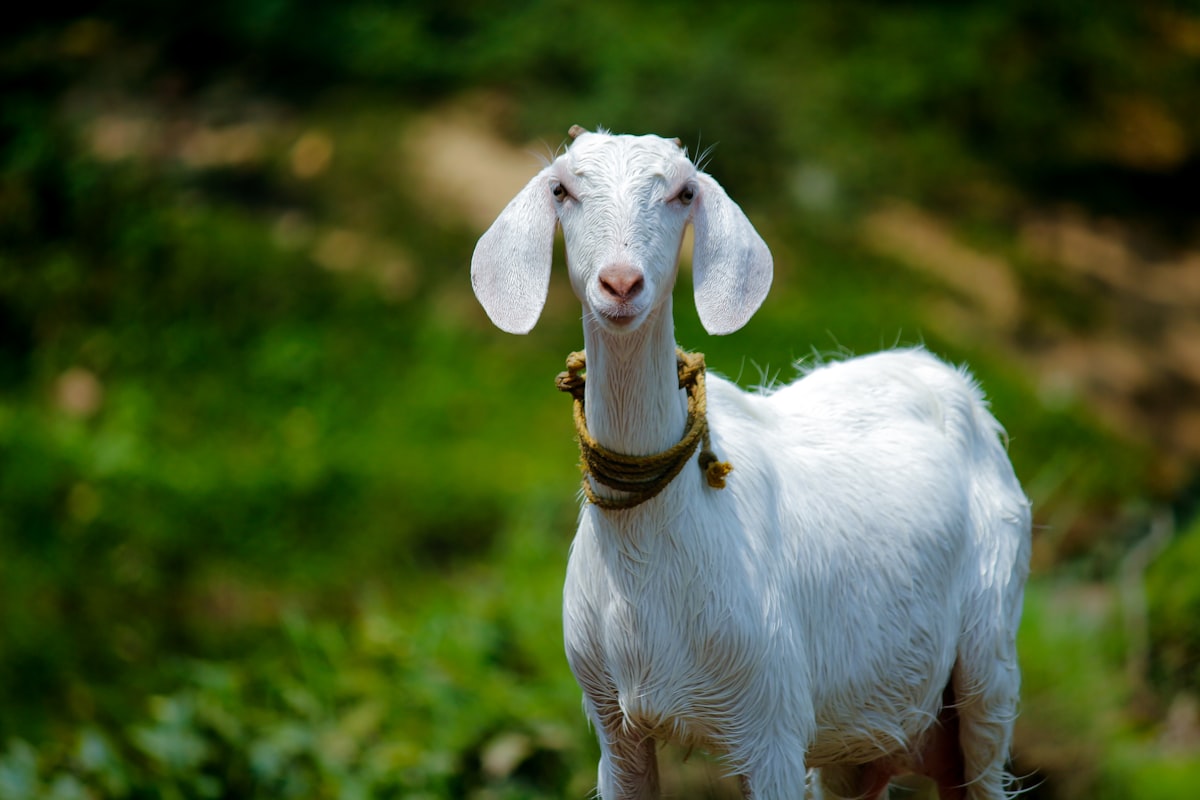 A healthy goat raised at Rahma Farm